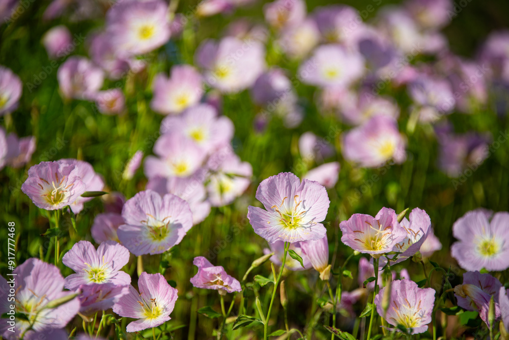 Close-up of Pink Evening Primrose, Oenothera speciosa Close-up of Pink Evening Primrose, Oenothera speciosa