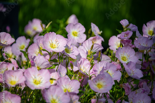 Close-up of Pink Evening Primrose, Oenothera speciosa