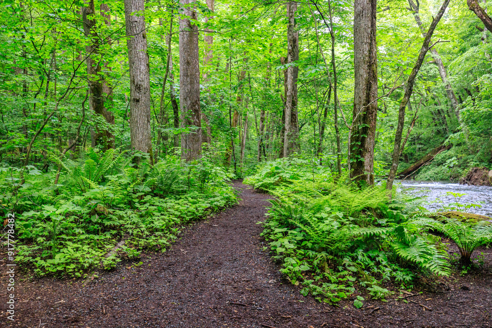 A Serene Path Through the Verdant Forest, Aomori, Japan A Serene Path Through the Verdant Forest, Aomori, Japan