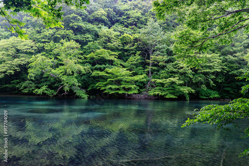 A Serene Lake Reflecting the Lush Green Forest