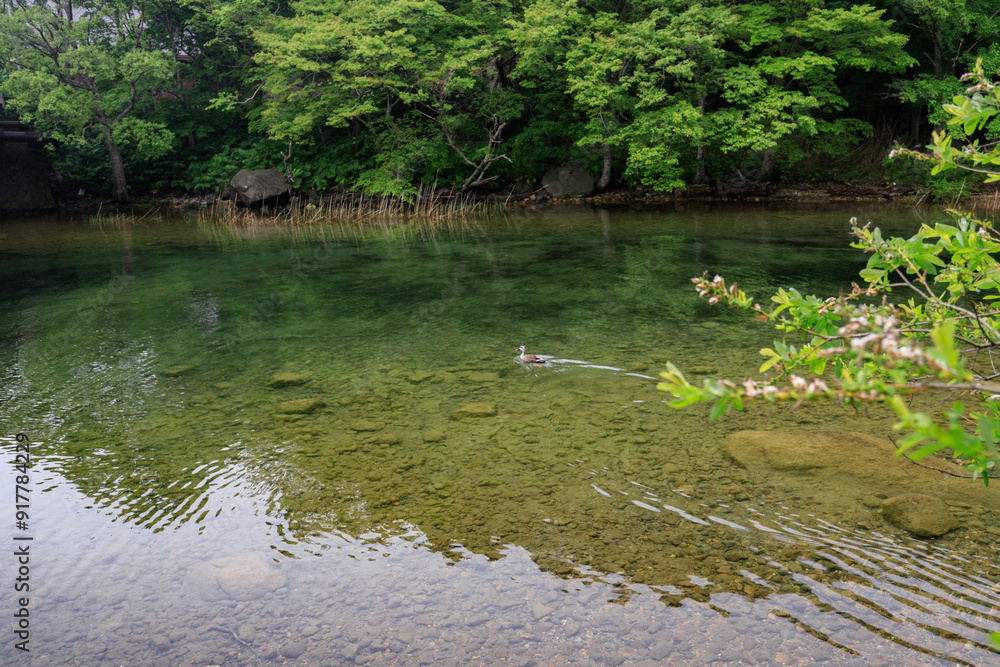 Fototapeta premium A Serene River Scene with a Duck Swimming in Clear Waters