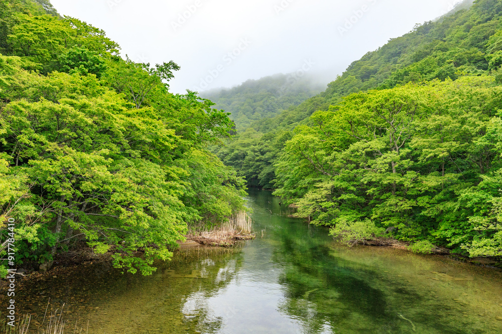 Obraz premium Misty River Winding Through Lush Green Valley, Oirase River, Aomori, Japan