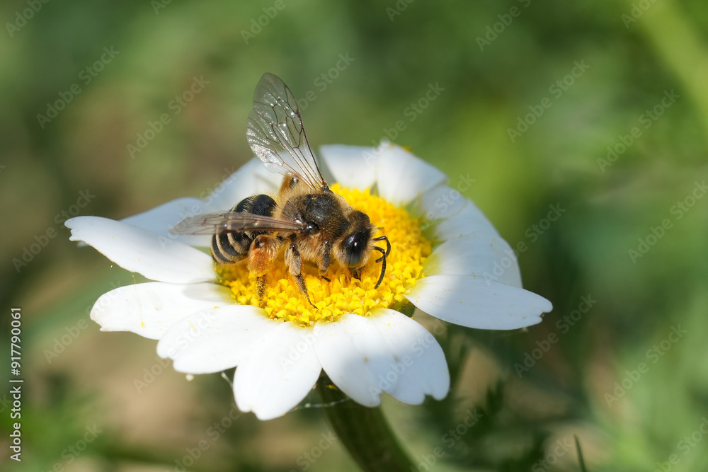 Closeup on female yellow legged mining bee, Andrena flavipes sitting on a white and yellow flower in the Gard, France Closeup on female yellow legged mining bee, Andrena flavipes sitting on a white and yellow flower in the Gard, France