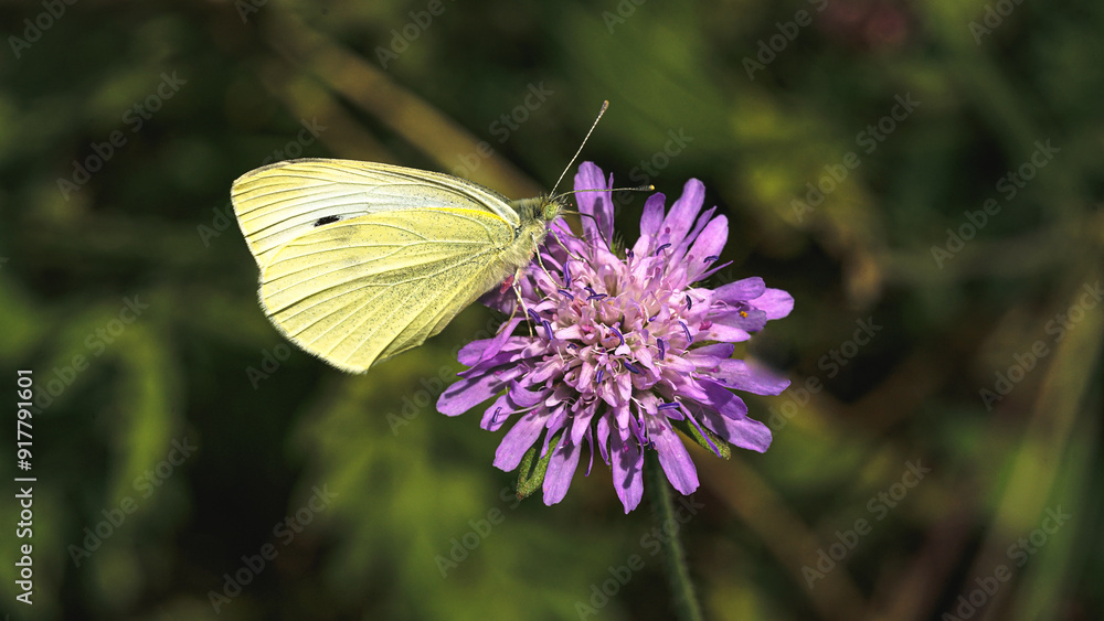 Sonnenblumen, Pferden und Grashupfern Schmetterlingen Blumen Sonnenblumen, Pferden und Grashupfern Schmetterlingen Blumen