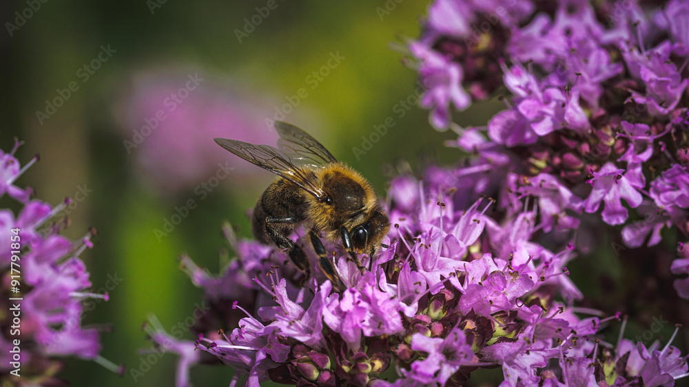 Sonnenblumen, Pferden und Grashupfern Schmetterlingen Blumen Sonnenblumen, Pferden und Grashupfern Schmetterlingen Blumen