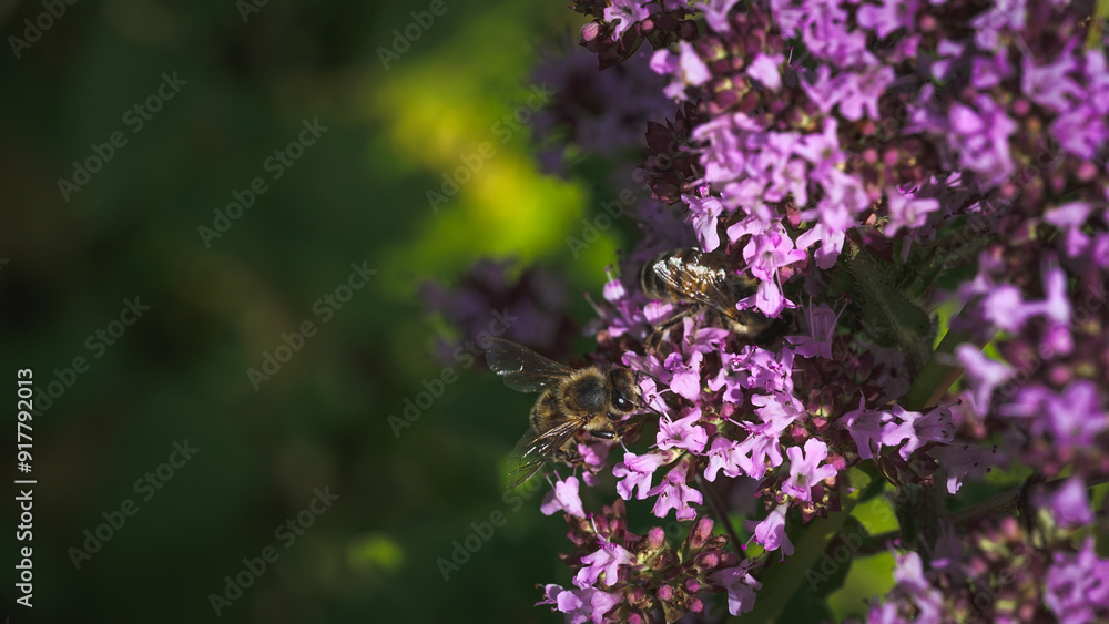 Sonnenblumen, Pferden und Grashupfern Schmetterlingen Blumen Sonnenblumen, Pferden und Grashupfern Schmetterlingen Blumen