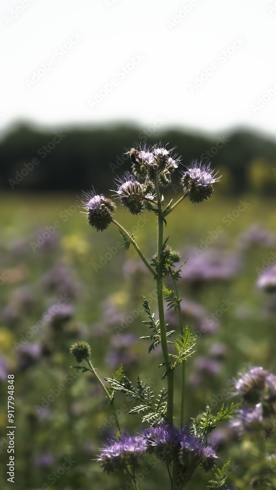 Sonnenblumen, Pferden und Grashupfern Schmetterlingen Blumen Sonnenblumen, Pferden und Grashupfern Schmetterlingen Blumen