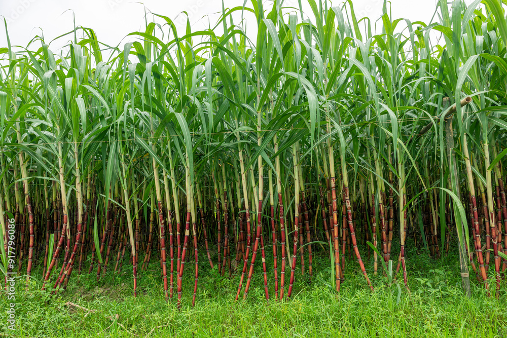 Fototapeta premium Sugarcane fields are green and fresh in monsoon. Sugarcane is very sweet to eat.