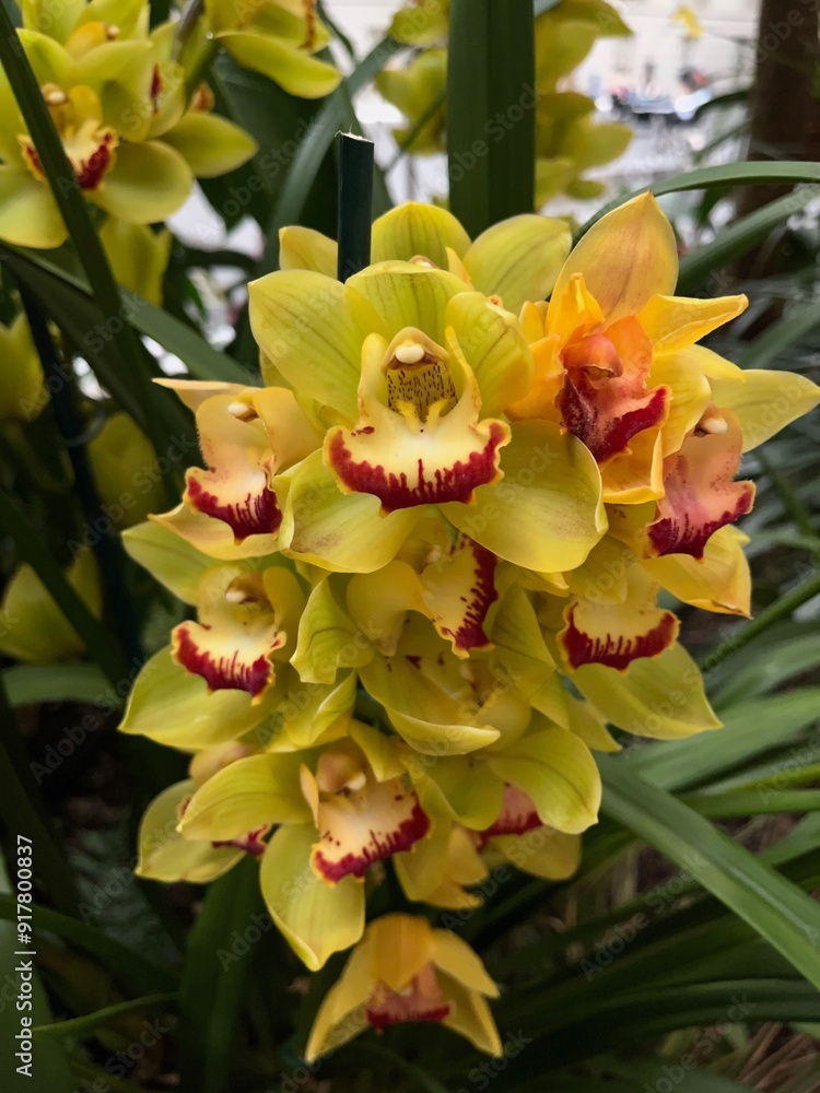 Obraz premium yellow and red orchid