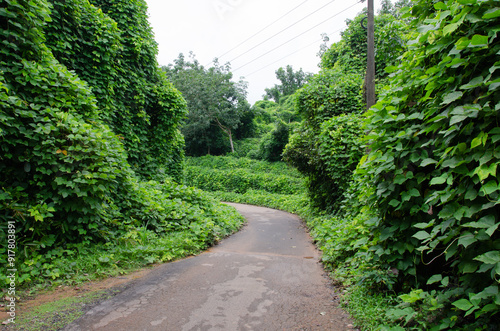 A rural road with sides covered with highly  invasive vines Mucuna bracteata- commonly called as thottapayar
