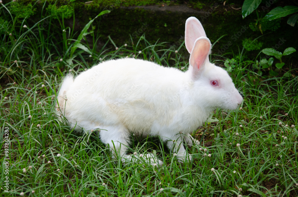 White Rabbit White Rabbit
