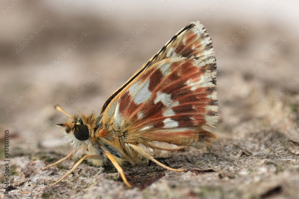 Low angle closeup on a Red-underwing Skipper, Spialia sertorius sitting on wood, Gard, France Low angle closeup on a Red-underwing Skipper, Spialia sertorius sitting on wood, Gard, France