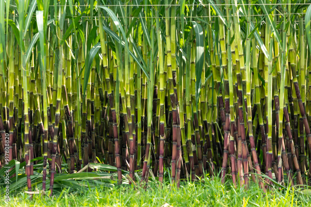 Obraz premium Sugarcane fields, sugarcane is the world's largest crop by production quantity.