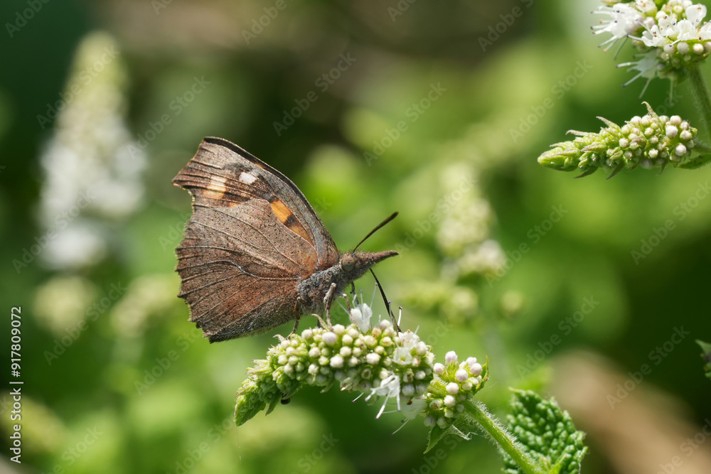 Closeup on the European beak or nettle-tree butterfly, Libythea celtis, sitting on a white flowering Mentha suaveolens, Gard, France Closeup on the European beak or nettle-tree butterfly, Libythea celtis, sitting on a white flowering Mentha suaveolens, Gard, France