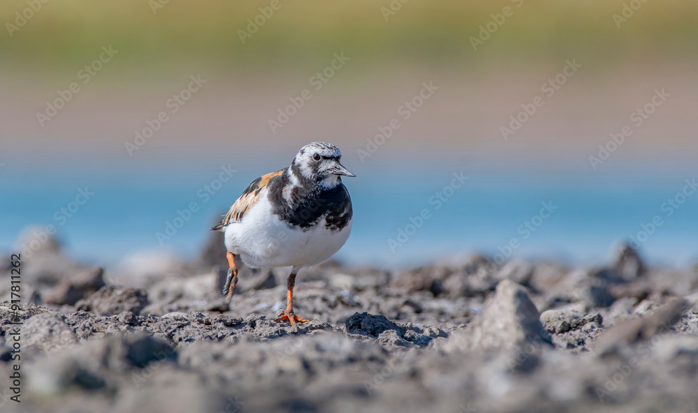 The Ruddy Turnstone (Arenaria interpres) was seen on the shores of Kabakli pond in Diyarbakır. The Ruddy Turnstone (Arenaria interpres) was seen on the shores of Kabakli pond in Diyarbakır.