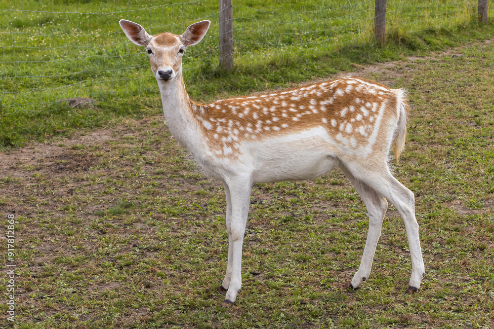 Fototapeta premium Small curious deer stands deer on the grass in profile and looks at the camera