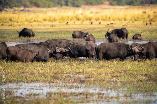 The African buffalo, Syncerus caffer, is a large sub-Saharan African bovine in the Chobe River is the northern boundary of the Chobe National Park, Botswana in Africa