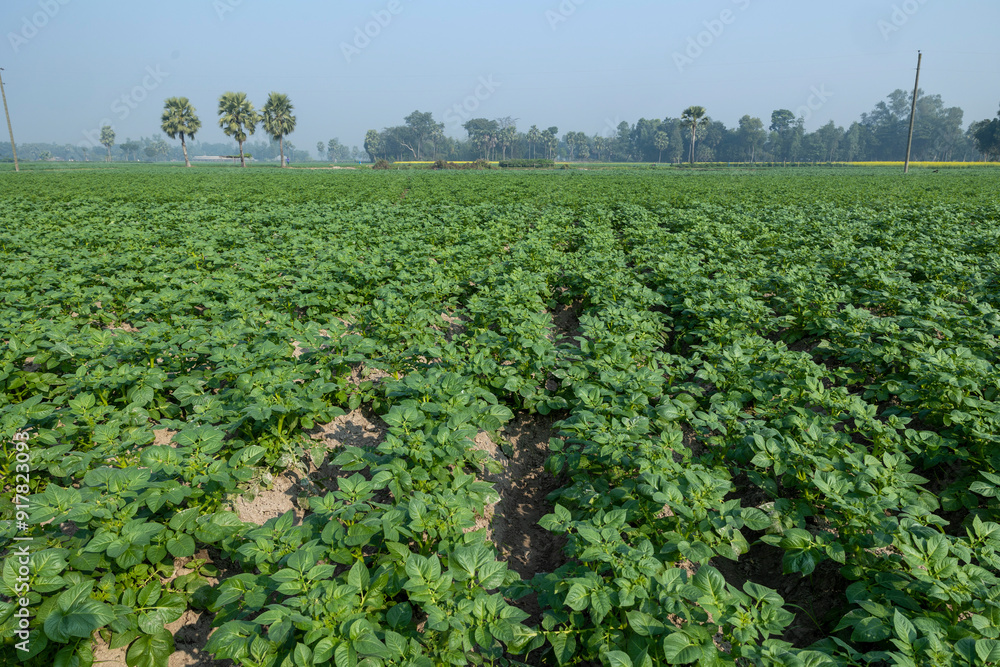 Beautiful agricultural land with green rows of potato fields in winter farm field and beautiful sky in the background Beautiful agricultural land with green rows of potato fields in winter farm field and beautiful sky in the background