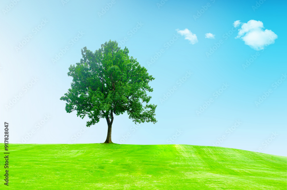 tree in a green meadow in front of a hilly mountain on a sunny day tree in a green meadow in front of a hilly mountain on a sunny day