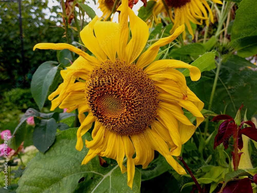Naklejka premium A large bright sunflower flower with bright yellow petals and a core with seeds. Beautiful Agricultural and decorative sunflower flowers