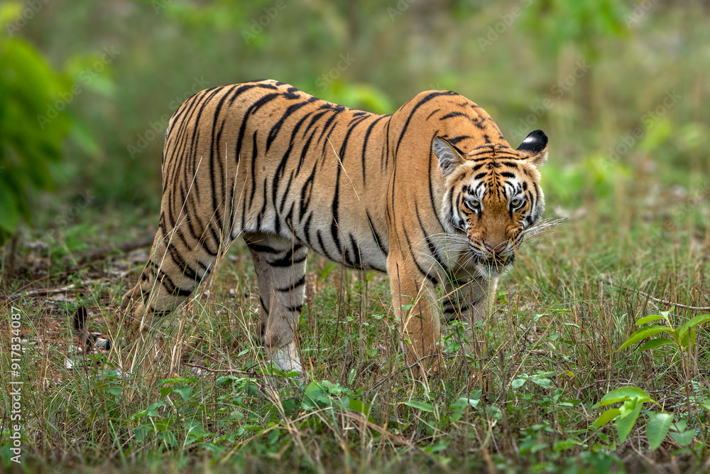 The Bengal tiger from Indian forests The Bengal tiger from Indian forests