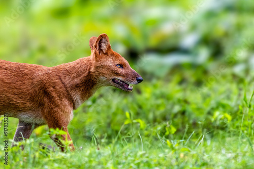 Dholes or Asiatic Wild Dogs from Indian forests. Scientific name is Cuon alpinus. photo