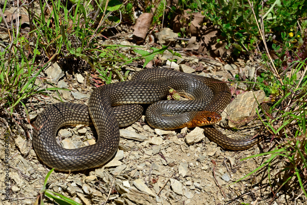 Kaspische Pfeilnatter // Caspian whipsnake (Dolichophis caspius) - Ropotamo National Park, Bulgaria Kaspische Pfeilnatter // Caspian whipsnake (Dolichophis caspius) - Ropotamo National Park, Bulgaria