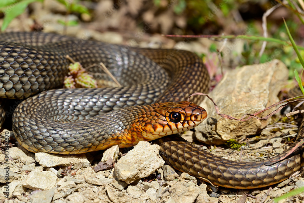 Fototapeta premium Kaspische Pfeilnatter // Caspian whipsnake (Dolichophis caspius) - Ropotamo National Park, Bulgaria