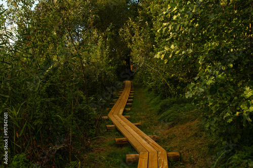 Hiking Trail through Lush Green Forest in Tamme Paljandi Matkarada, Estonia. During the Sunset. National Hiking Day photo