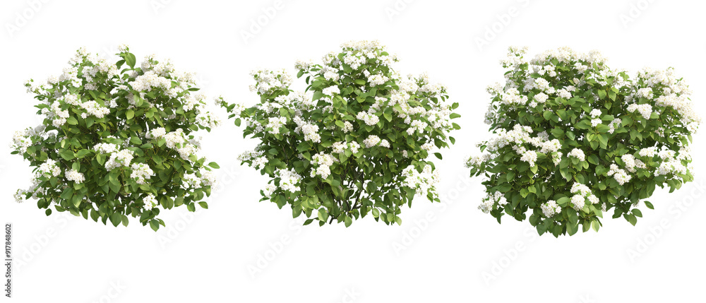 Blooming White Flowers on Green Bush Isolated on Black Background, Blooming White Flowers on Green Bush Isolated on Black Backgroun Blooming White Flowers on Green Bush Isolated on Black Background, Blooming White Flowers on Green Bush Isolated on Black Backgroun