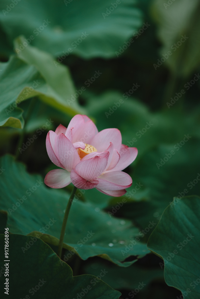 しっとり美しく咲く蓮の花 しっとり美しく咲く蓮の花