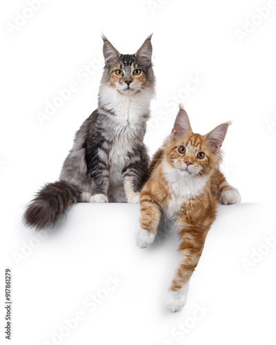 Duo of young Silver tortie and a red silver tabby maine coon cats, sitting on and hanging over a white edge. Both looking towards camera. Isolated on a white background. photo