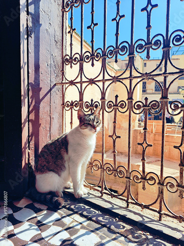 Cat in Fes photo