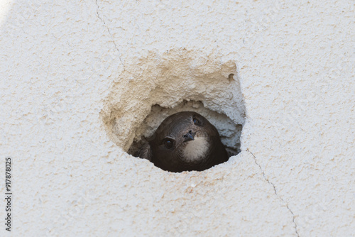 Swift peeking from a hole in a white wall