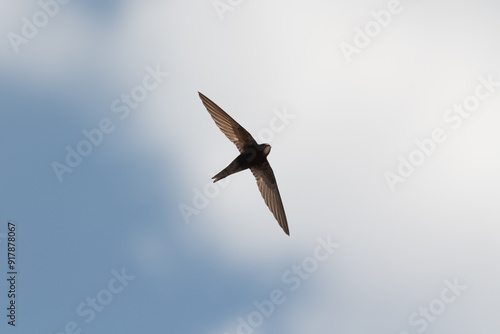 Swift in flight against a clear blue sky