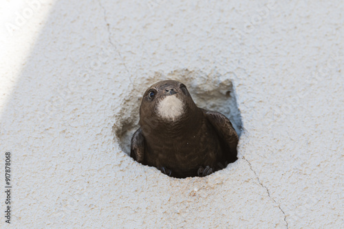 Swift peeking out from a nest hole in a building