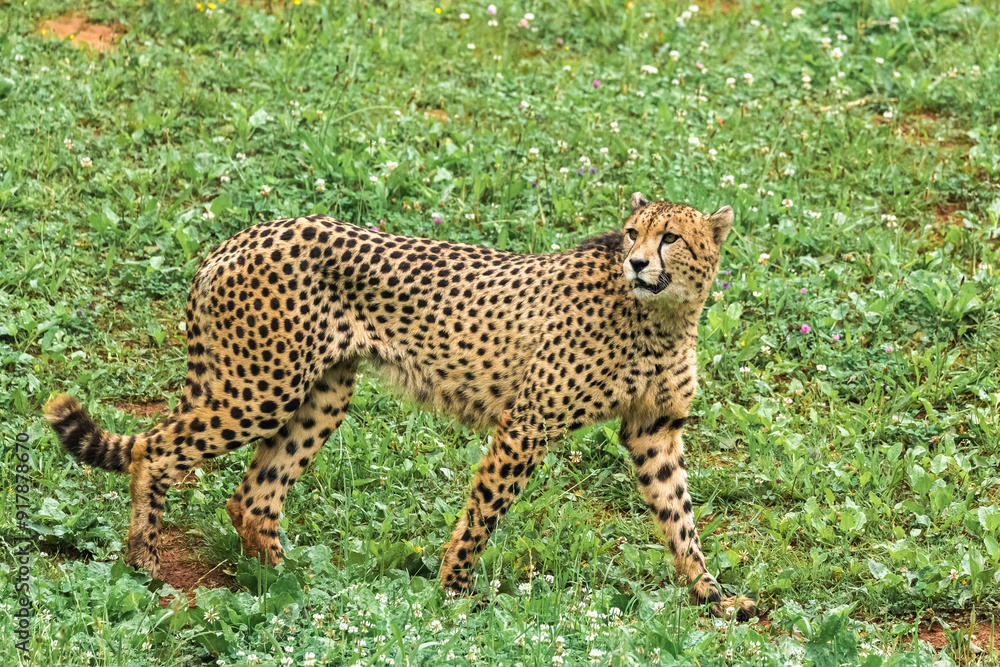 Alert cheetah in a lush green field Alert cheetah in a lush green field