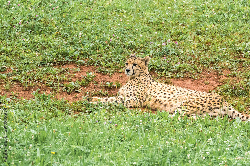 Cheetah resting on a vibrant green meadow Cheetah resting on a vibrant green meadow
