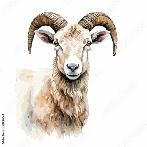 Mutton watercolor illustration. Hand drawn