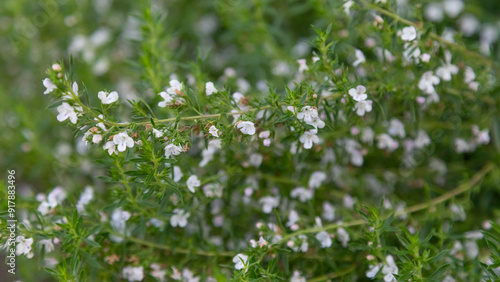 The thyme plant blooms in August.