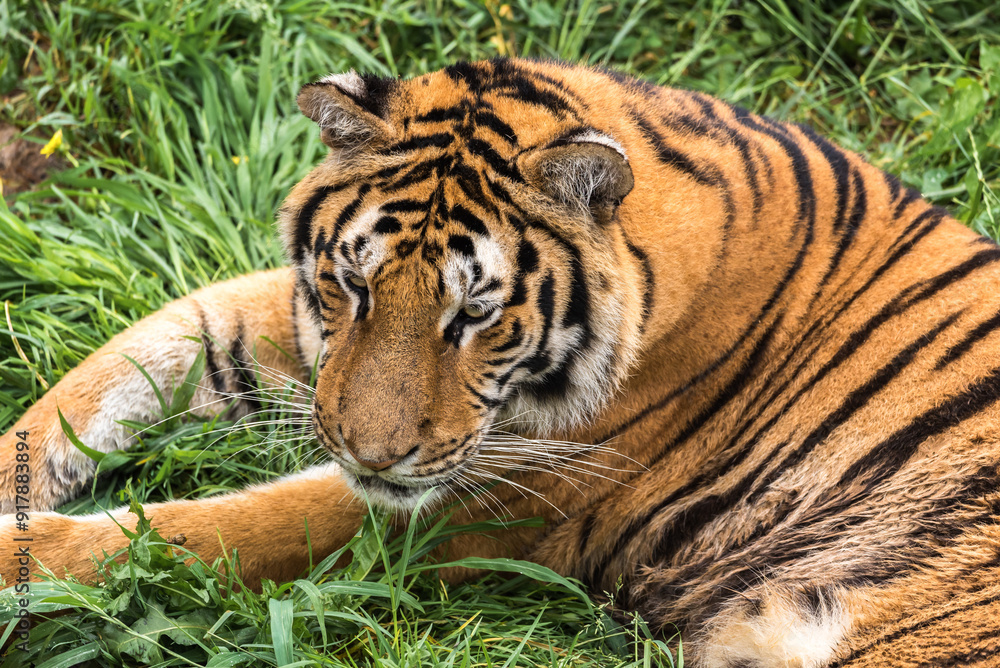 Majestic tiger resting in lush green grass Majestic tiger resting in lush green grass