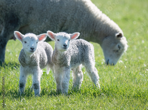 Obraz na płótnie Baby lambs with mother grazing on green grass. Duder Regional Park. Auckland. w salonie