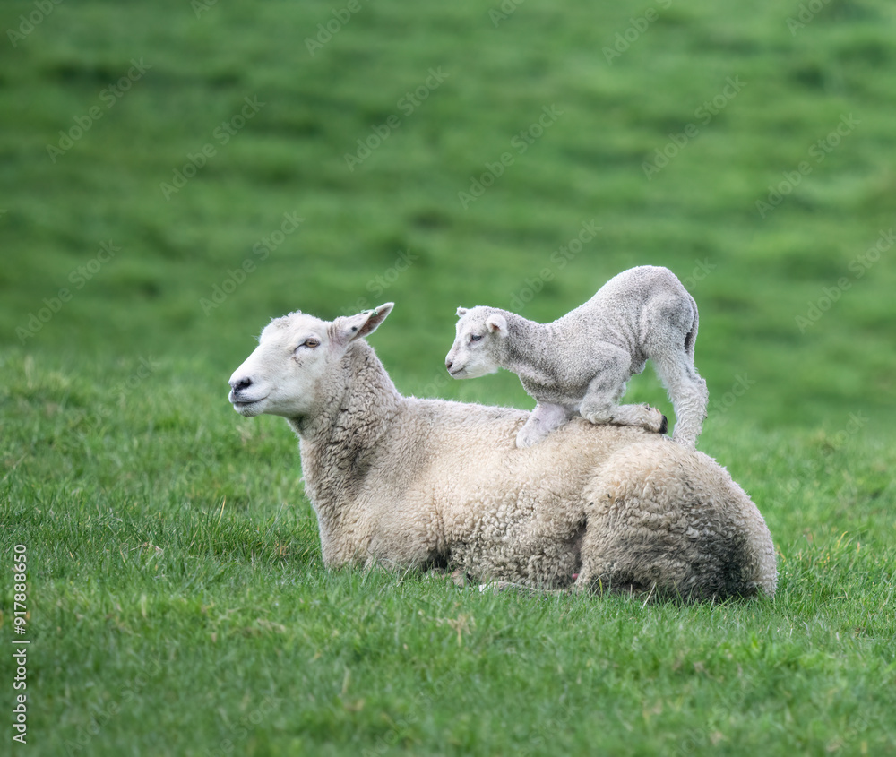 Baby lamb playing on mother’s back. Auckland. Baby lamb playing on mother’s back. Auckland.