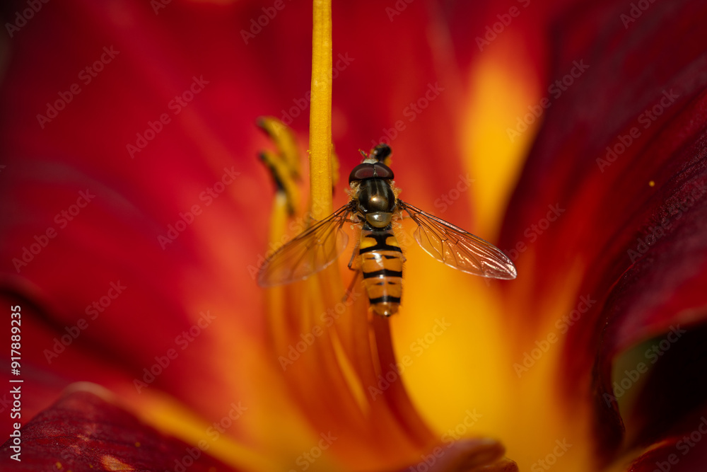 Naklejka premium Hoverfly getting pollen from a lily flower