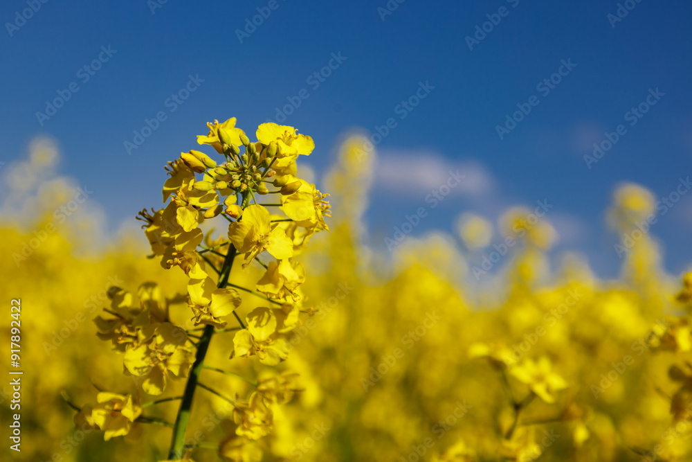 Blooming rapeseed (Brassica napus).Yellow field and blue sky with clouds.Agricultural field with rapeseed plants. Oilseed, canola, colza.Blooming yellow canola flower meadows. Blooming rapeseed (Brassica napus).Yellow field and blue sky with clouds.Agricultural field with rapeseed plants. Oilseed, canola, colza.Blooming yellow canola flower meadows.