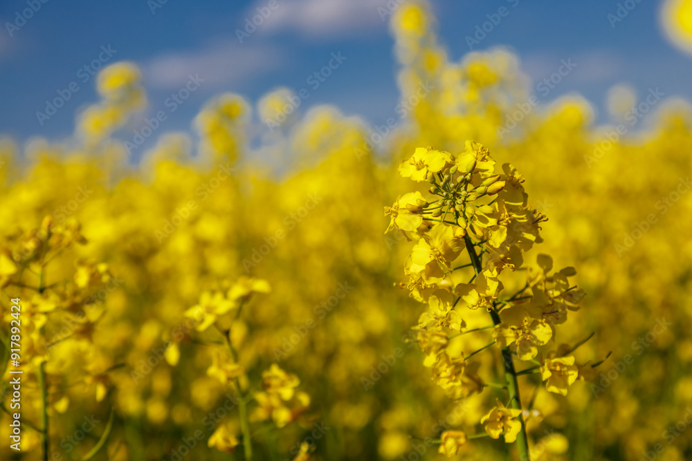 Blooming rapeseed (Brassica napus).Yellow field and blue sky with clouds.Agricultural field with rapeseed plants. Oilseed, canola, colza.Blooming yellow canola flower meadows. Blooming rapeseed (Brassica napus).Yellow field and blue sky with clouds.Agricultural field with rapeseed plants. Oilseed, canola, colza.Blooming yellow canola flower meadows.