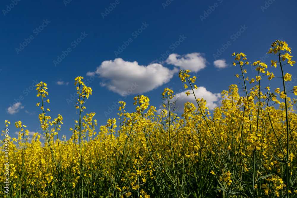 Blooming rapeseed (Brassica napus).Yellow field and blue sky with clouds.Agricultural field with rapeseed plants. Oilseed, canola, colza.Blooming yellow canola flower meadows. Blooming rapeseed (Brassica napus).Yellow field and blue sky with clouds.Agricultural field with rapeseed plants. Oilseed, canola, colza.Blooming yellow canola flower meadows.