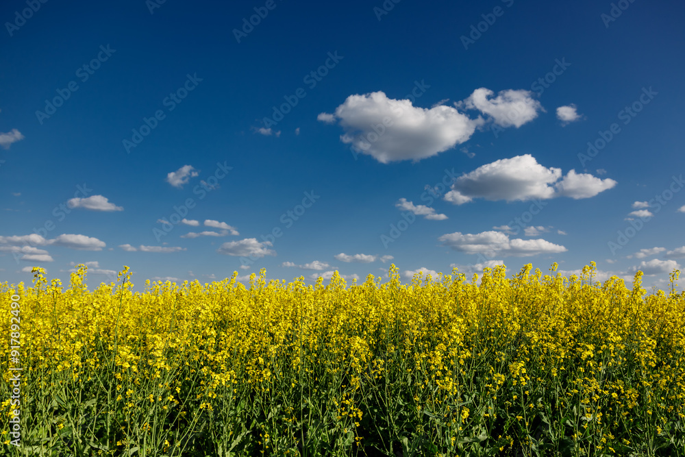 Blooming rapeseed (Brassica napus).Yellow field and blue sky with clouds.Agricultural field with rapeseed plants. Oilseed, canola, colza.Blooming yellow canola flower meadows. Blooming rapeseed (Brassica napus).Yellow field and blue sky with clouds.Agricultural field with rapeseed plants. Oilseed, canola, colza.Blooming yellow canola flower meadows.
