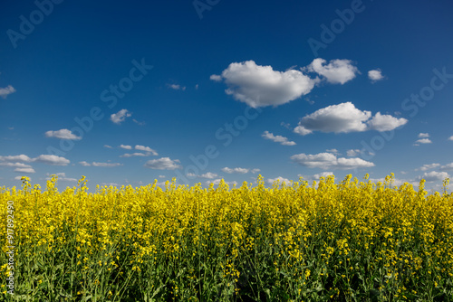 Blooming rapeseed (Brassica napus).Yellow field and blue sky with clouds.Agricultural field with rapeseed plants. Oilseed, canola, colza.Blooming yellow canola flower meadows.