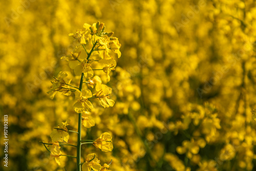 Rapeseed flower closeup.Blooming rapeseed (Brassica napus).Oilseed, canola, colza.Blooming yellow canola flower meadows.Macro photo.